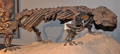 Scutosaurus skeleton