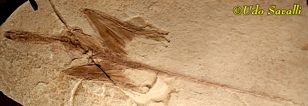 Sharovipteryx fossil