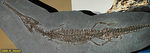 Steneosaurus= Macrospondylus fossil