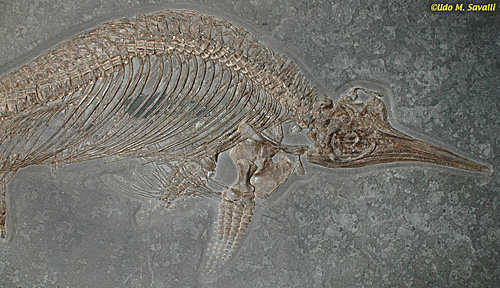 Stenopterygius fossil