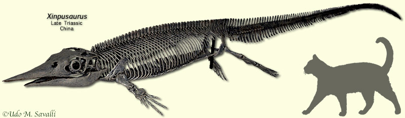 Xinpusaurus Skeleton Replica