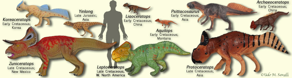 Basal Ceratopsians