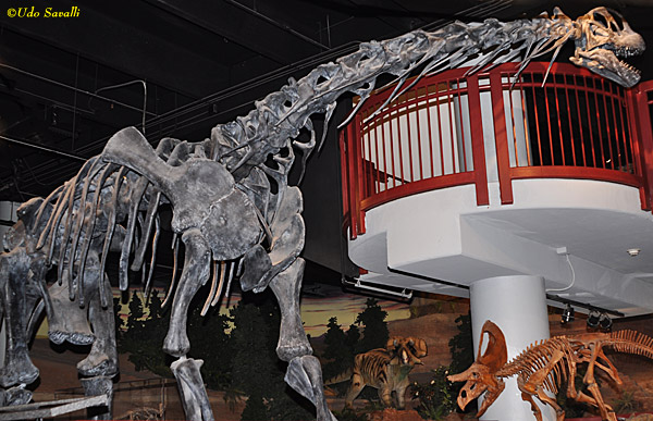 Camarasaurus fossil
