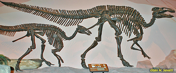Edmontosaurus fossil