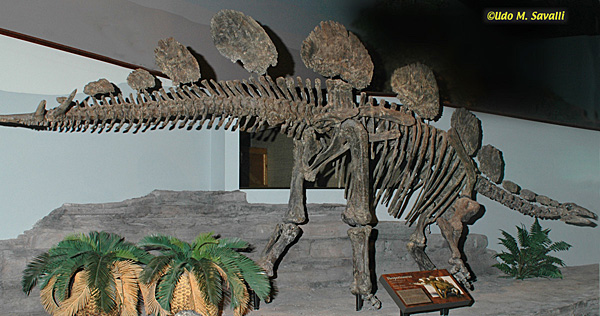 Hesperosaurus fossil