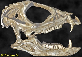 Heterodontosaurus skull cast