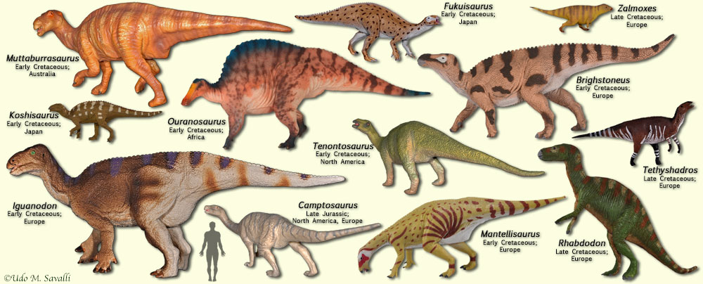 Iguanodontoids