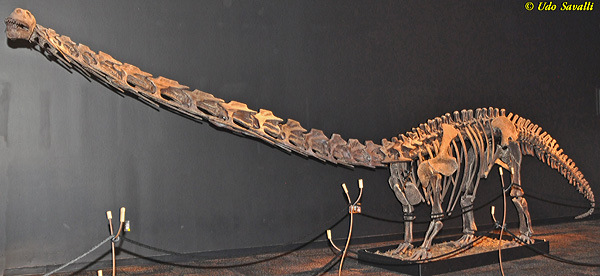 Mamenchisaurus fossil