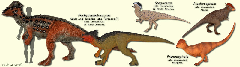 Pachycephalosaurs