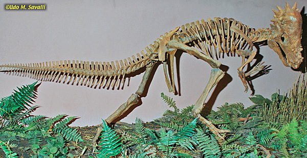 Pachycephalosaurus fossil