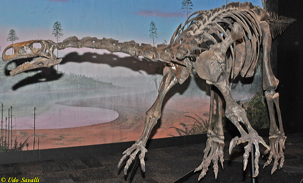 Plateosaurus fossil
