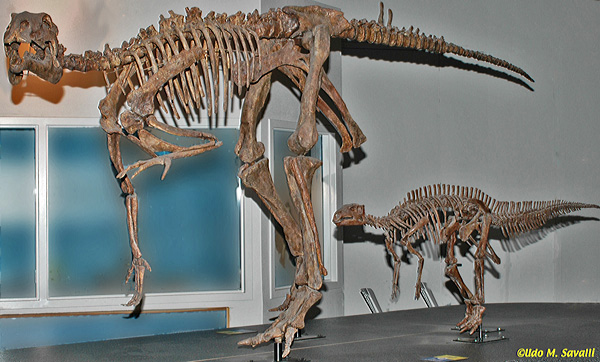 Probactrosaurus fossil