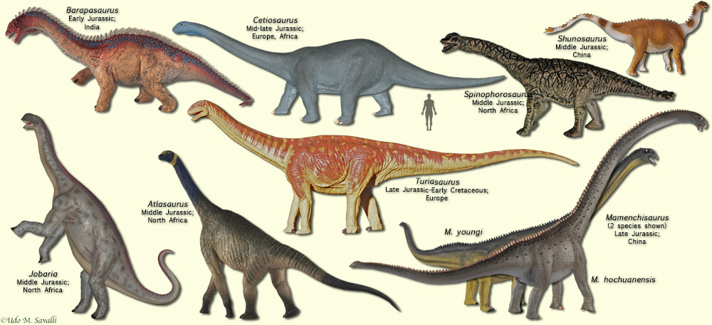 Basal Sauropods
