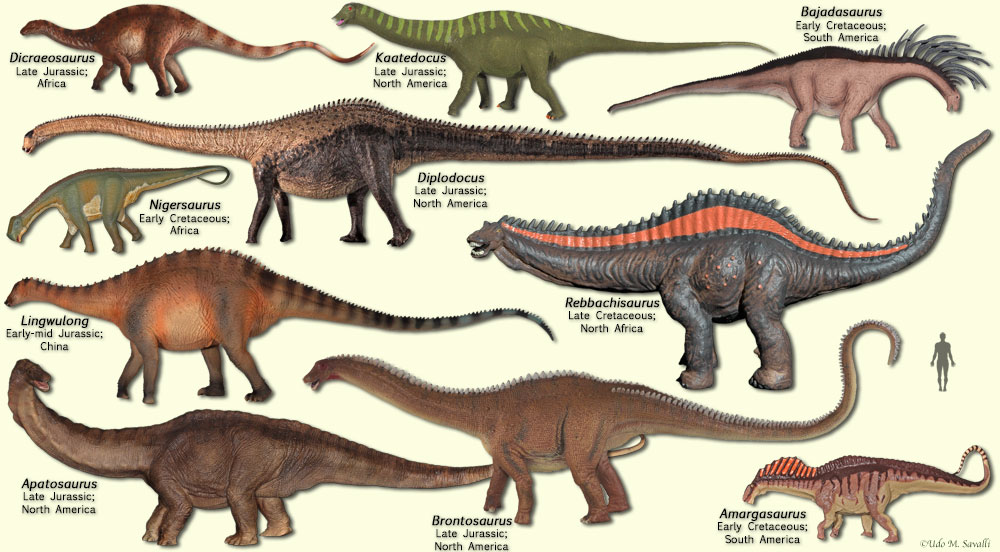 Diplodocoid Sauropods