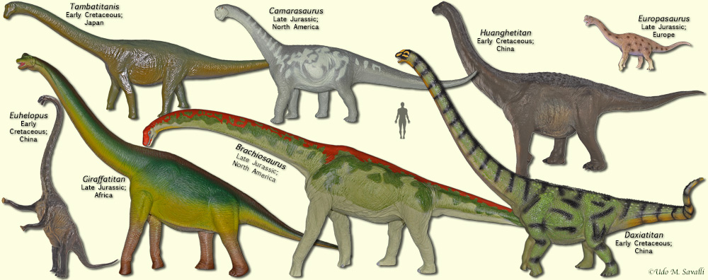Macronarian Sauropods