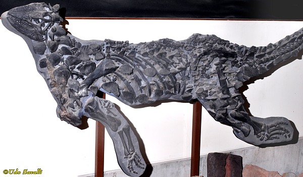Scelidosaurus fossil