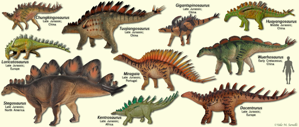 Stegosaurs