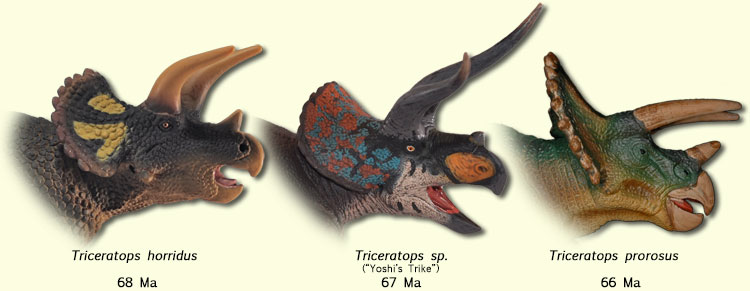 Triceratops heads Anagenesis