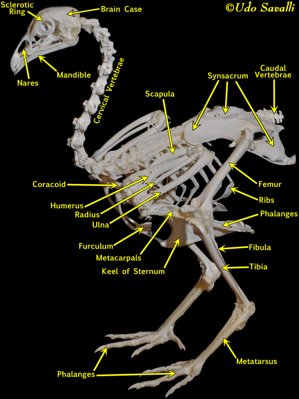 Chicken Skeleton Labeled