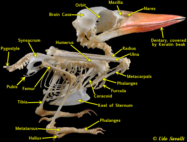 Kingfisher Skeleton Labeled