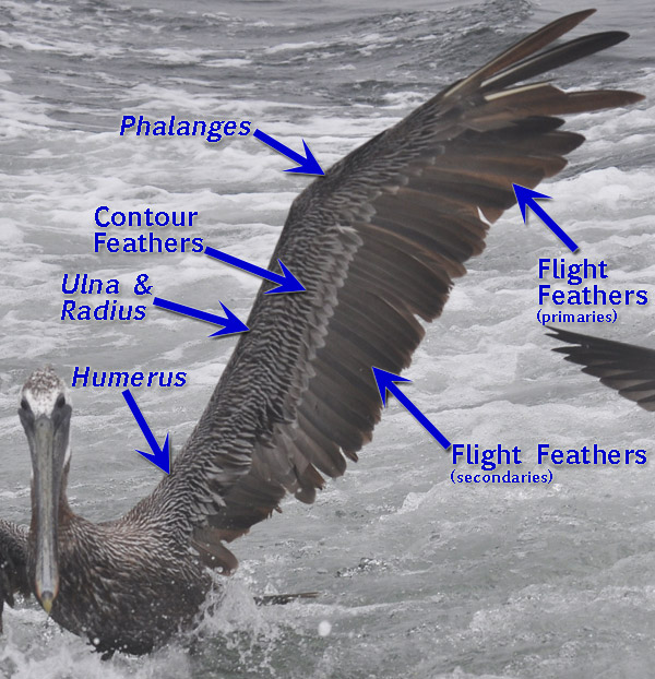 pelican wing Labeled