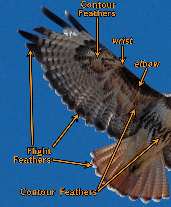 hawk wing Labeled