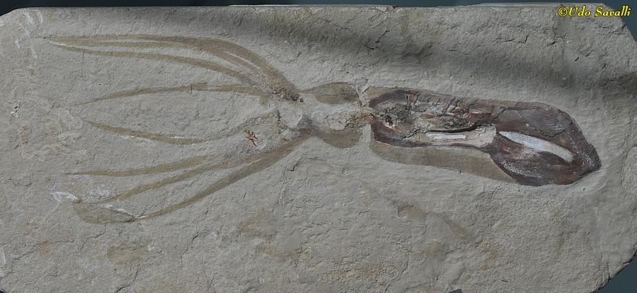 Trachyteuthis squid