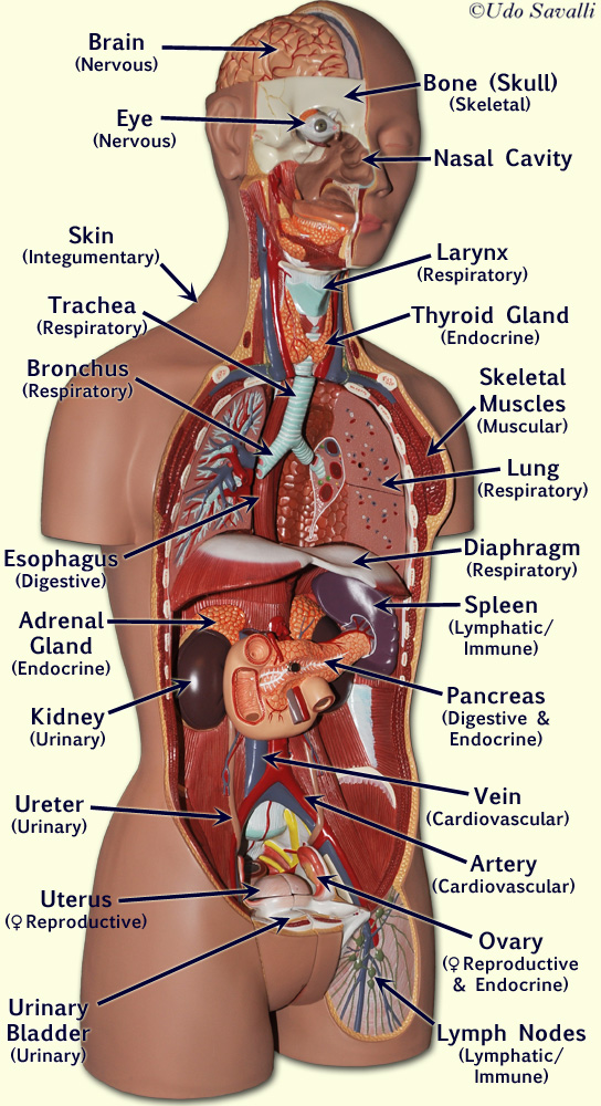 Female Torso with organs labeled