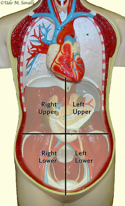 Abdominopelvic Quadrants