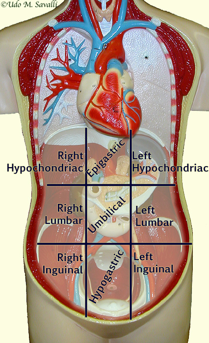 Abdominopelvic Regions