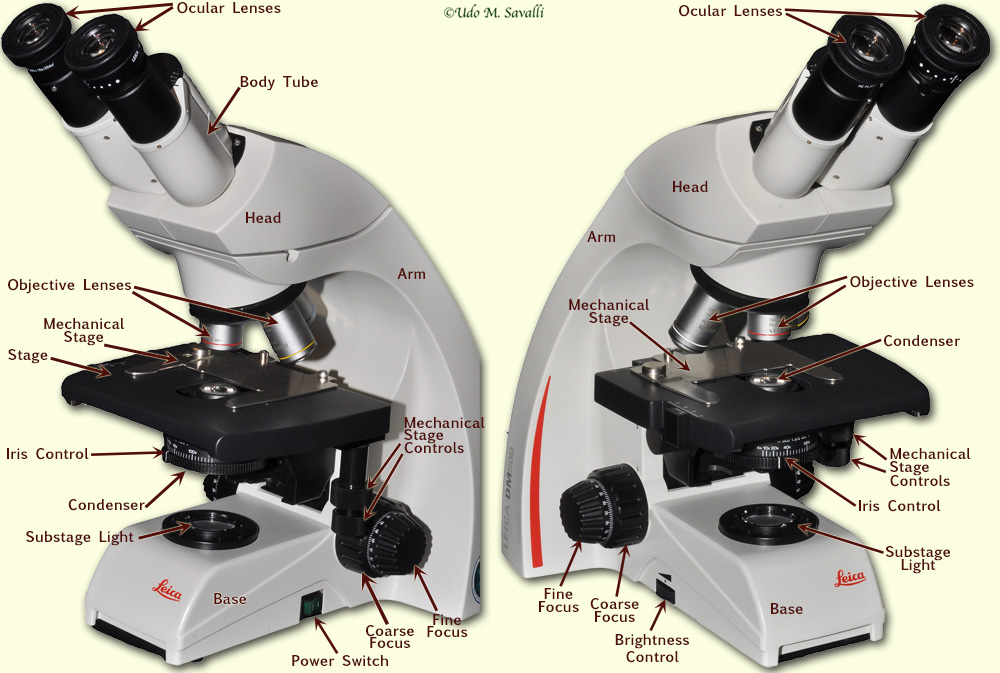 Microscope labeled