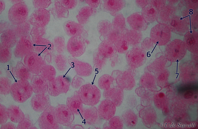 Mitosis 1 unlabeled