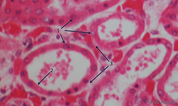 simple cuboidal epith