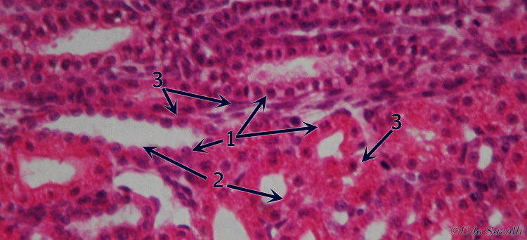 simple cuboidal epith