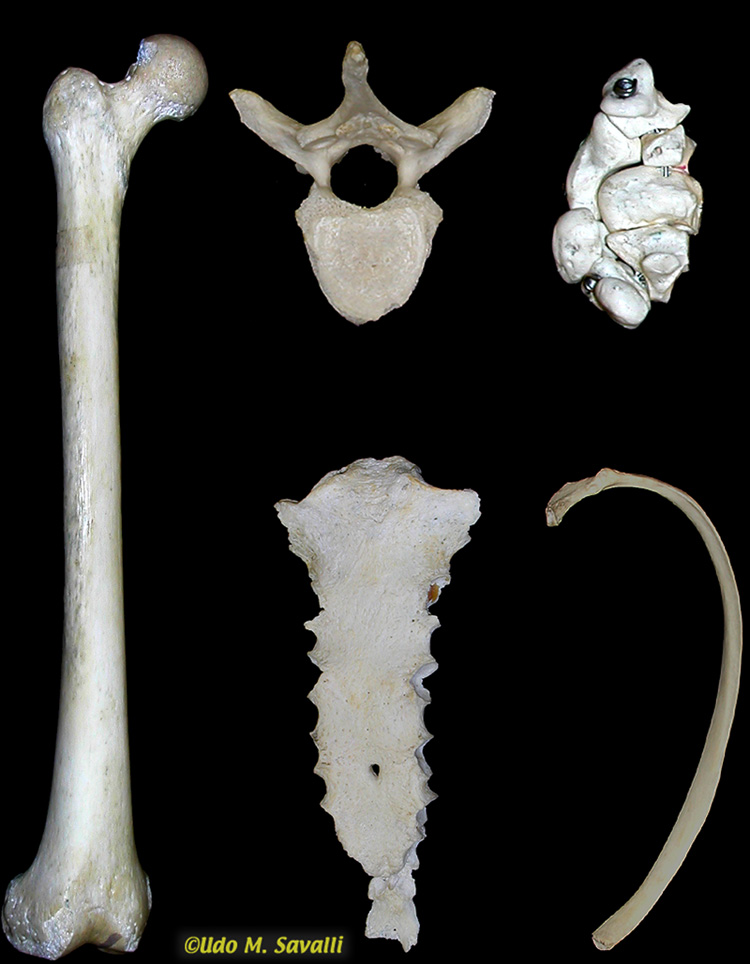 bone types unlabeled