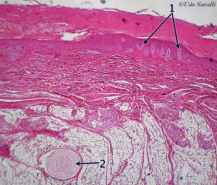 sensory receptors in skin