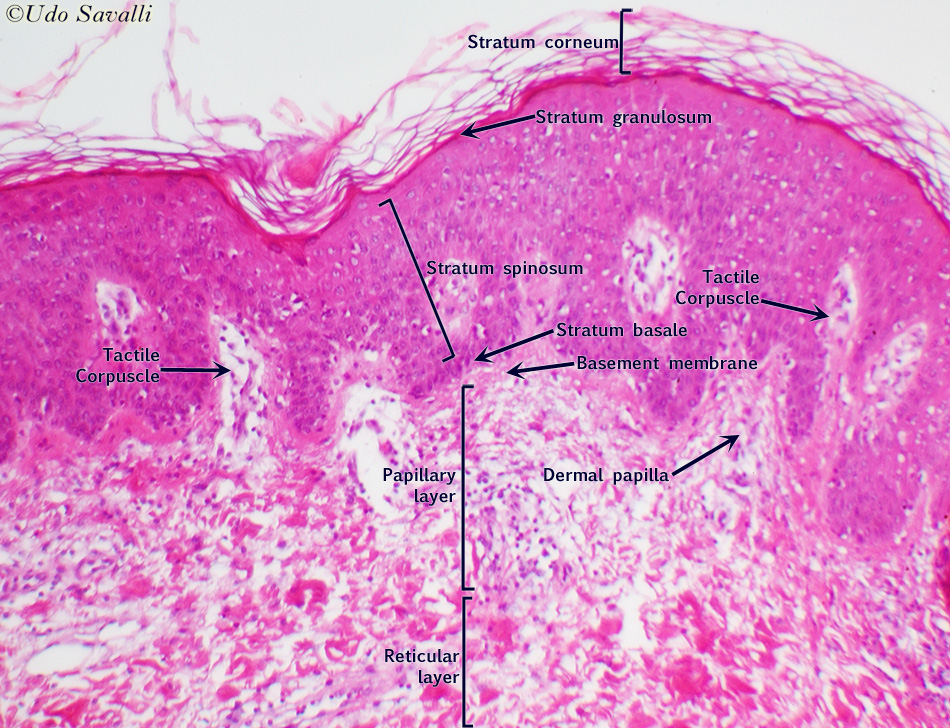 Skin labeled