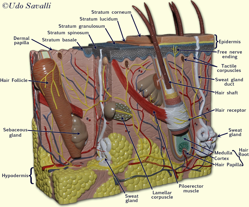 Skin model labeled