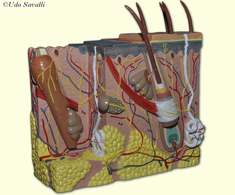 Skin model unlabeled