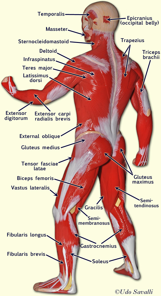 head muscle model right side labeled