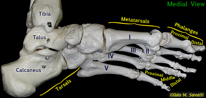 Foot bones, medial view unlabeled