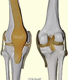 knee joint