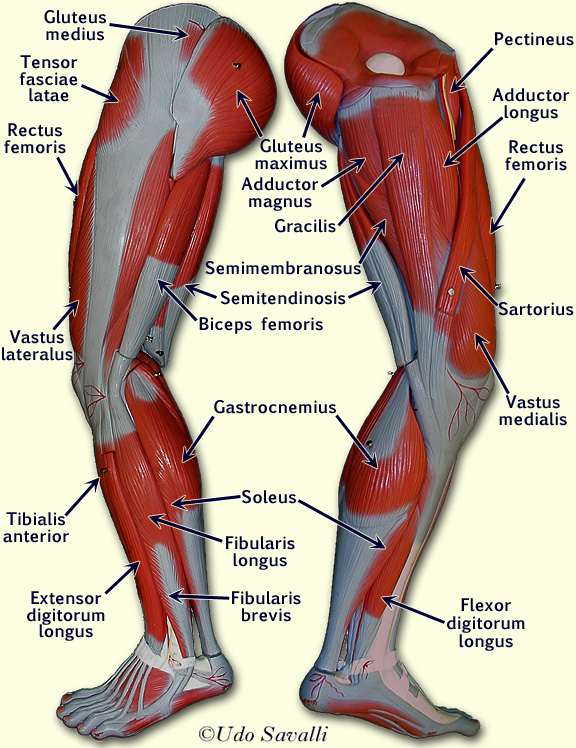 leg muscles labeled