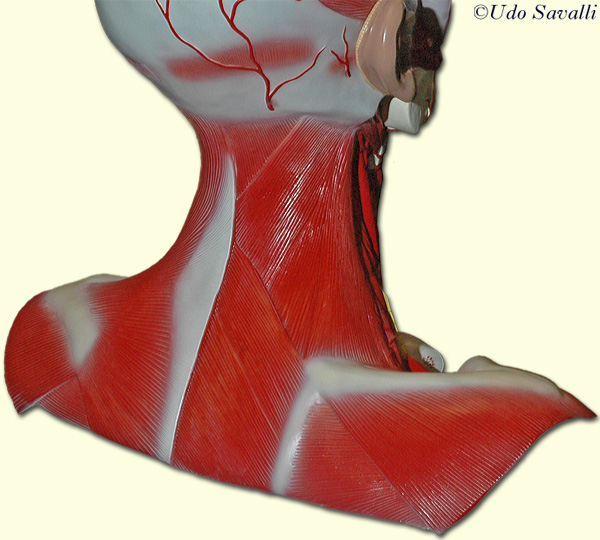 neck muscle model unlabeled