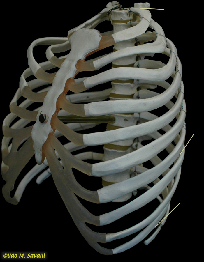 Rib cage unlabeled