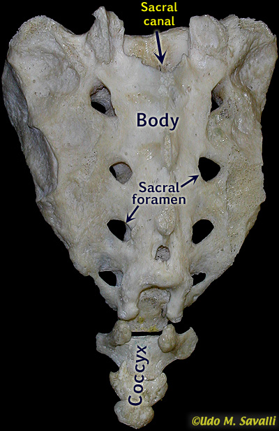 sacrum labeled