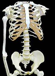 types of joints