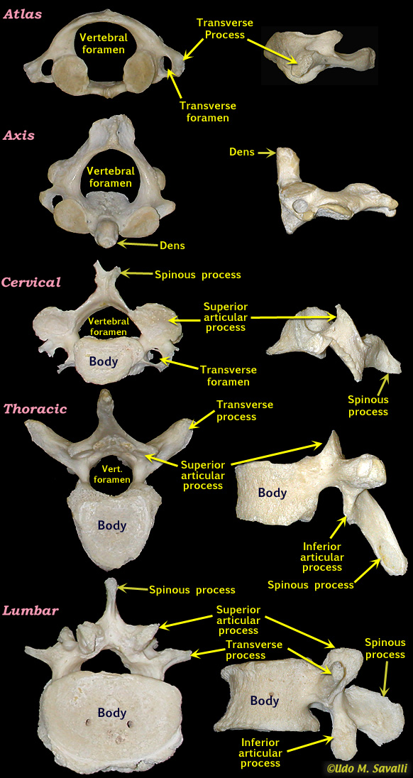 vertebrae