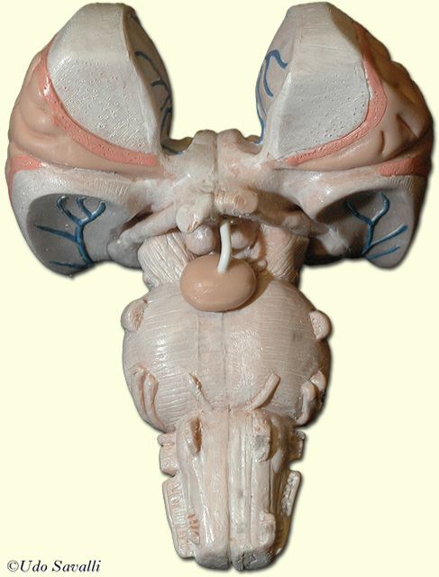 Brain stem ant. view unlabeled