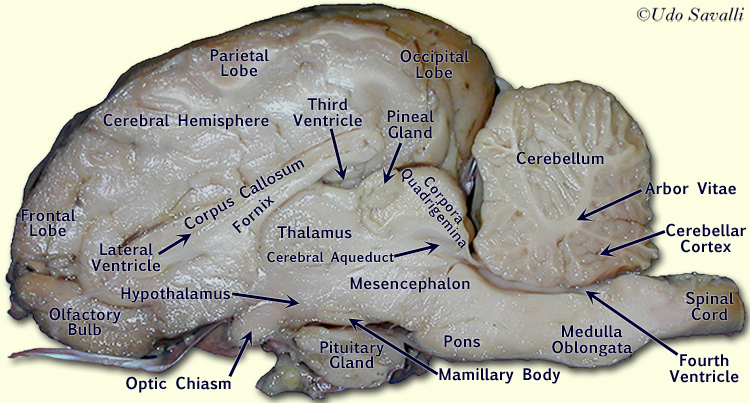 BIO201-Sheep Brain